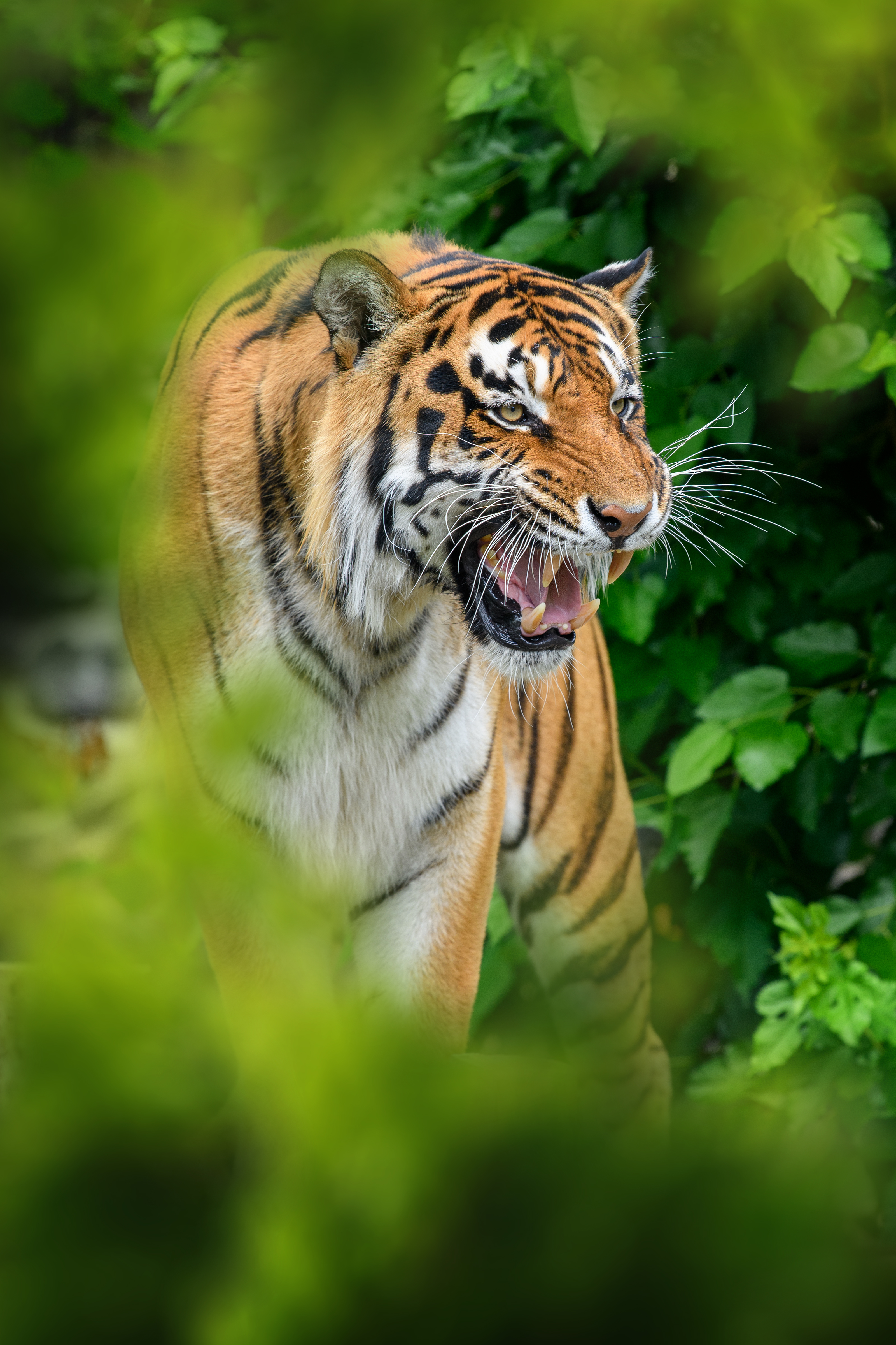 Tiger in natural habitat