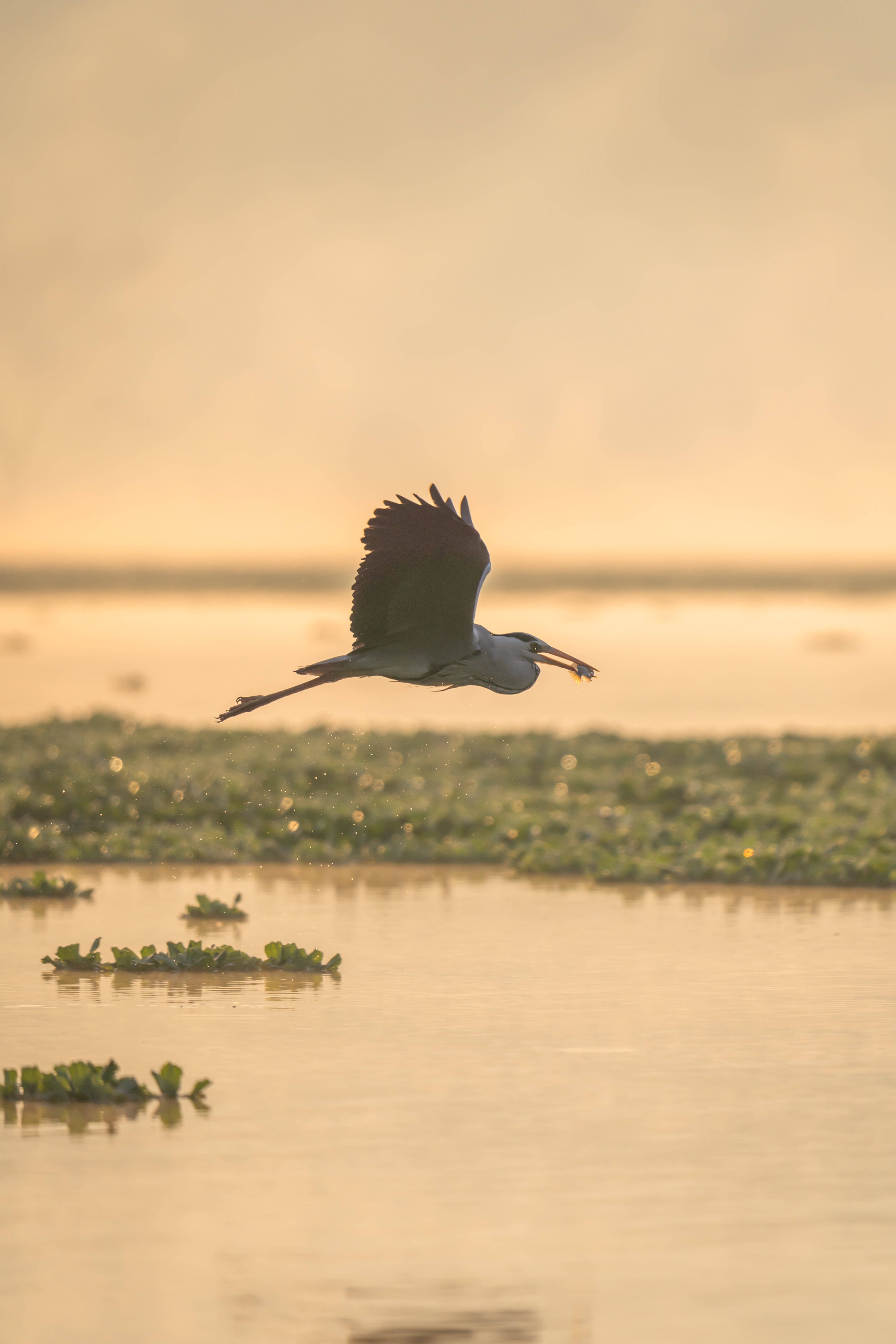 Bird in flight over water Ranthambore